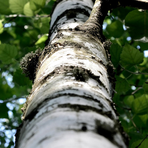 Profumo di Legno di betulla