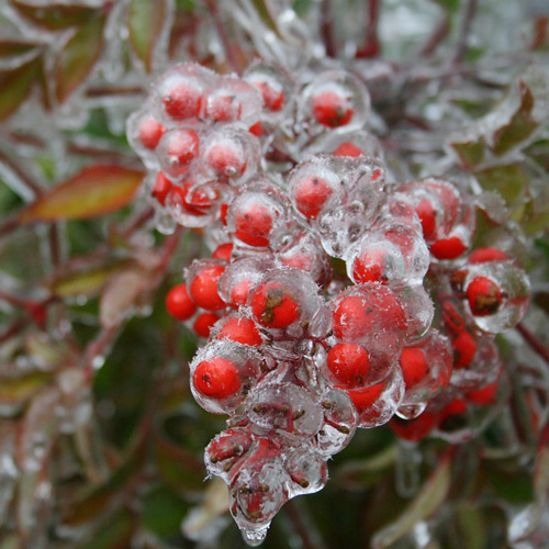 Profumo di Bacche rosse ghiacciate